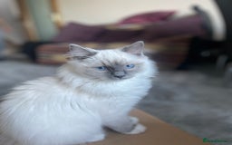 Ragdoll cats for sale: VERY RARE CREAM FLARE BICOLOUR RAGDOLL KITTEN - Image 19