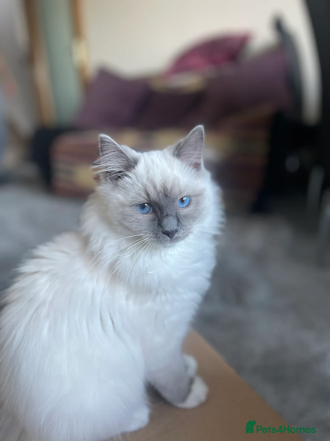 Ragdoll cats for sale: VERY RARE CREAM FLARE BICOLOUR RAGDOLL KITTEN - Advert 19