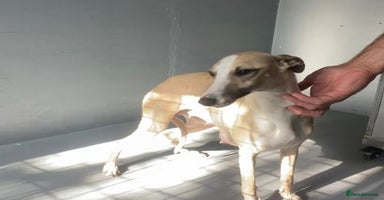 Whippet dogs - Advert 7