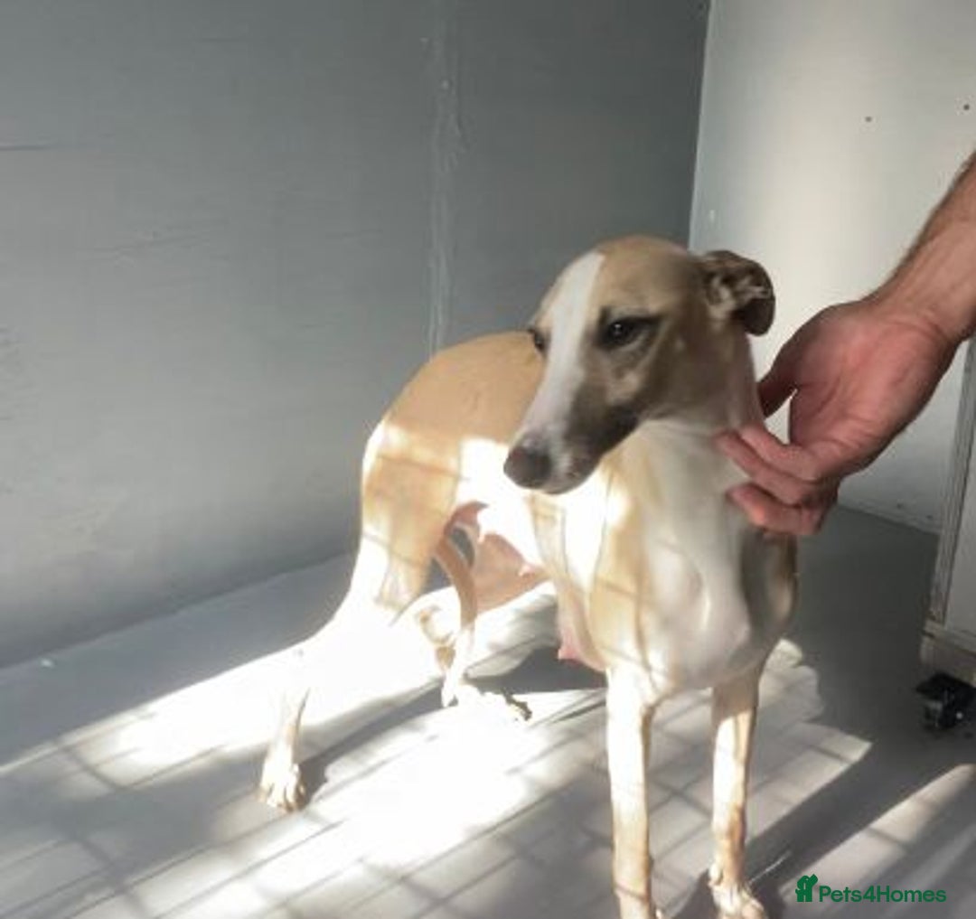 Whippet dogs for sale: Stunning kc reg whippet puppies  - Image 3