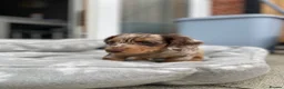 Miniature Dachshund dogs for sale: Miniature long haired dachunds  - Advert 7