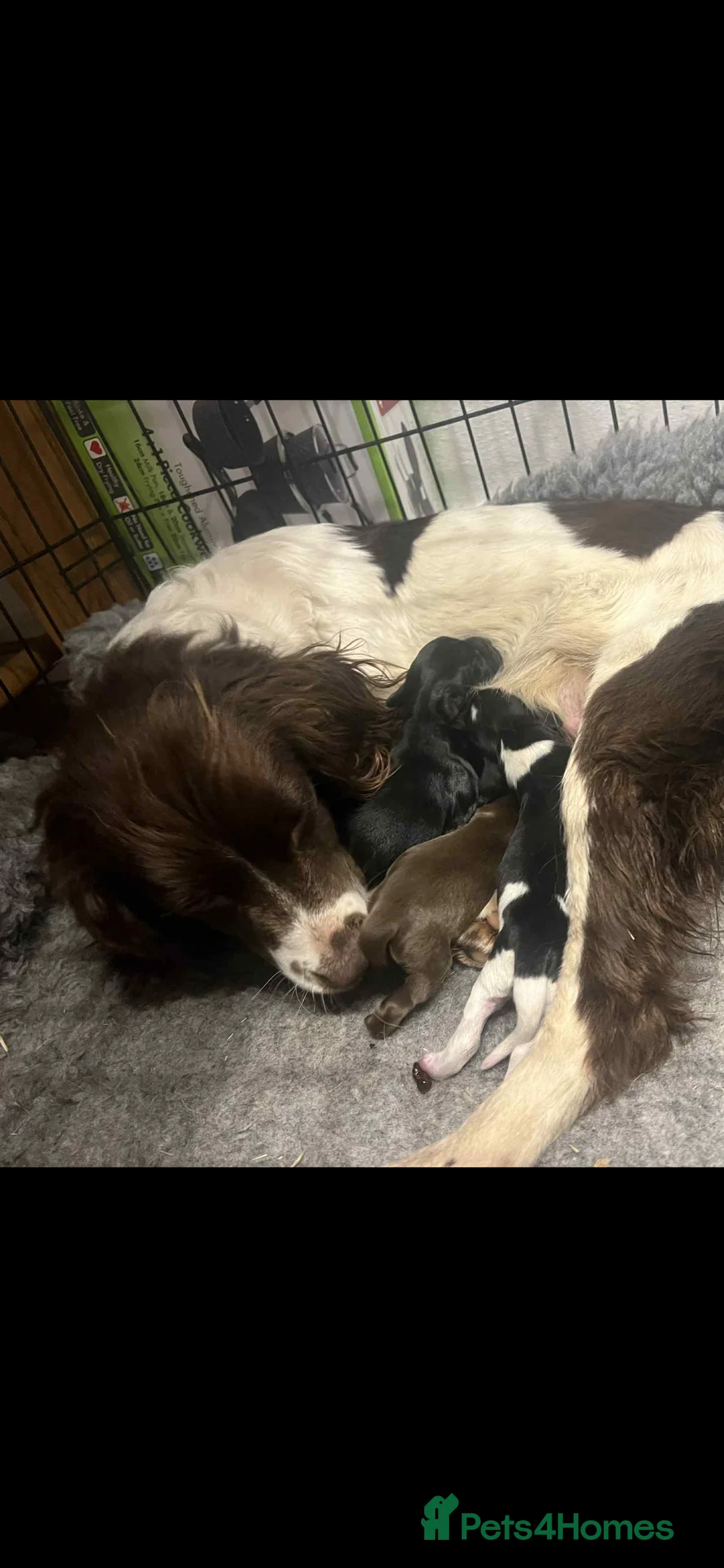 Sprocker dogs for sale: Lovely sprocker puppies  - Advert 2