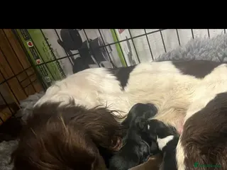 Sprocker dogs Lovely sprocker puppies - Advert 13