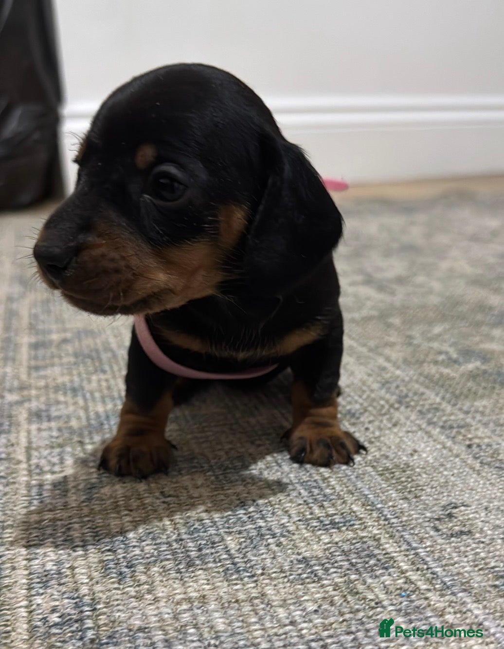 Dachshund dogs 3 wonderful miniature dachshunds  - Advert 13