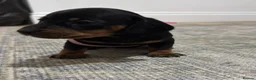 Dachshund dogs for sale: 3 wonderful miniature dachshunds  - Advert 1