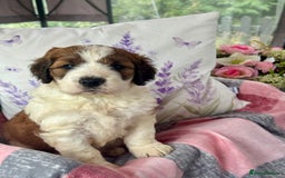 Saint Bernard dogs for sale: F1 st doodles puppies for sale - Image 37