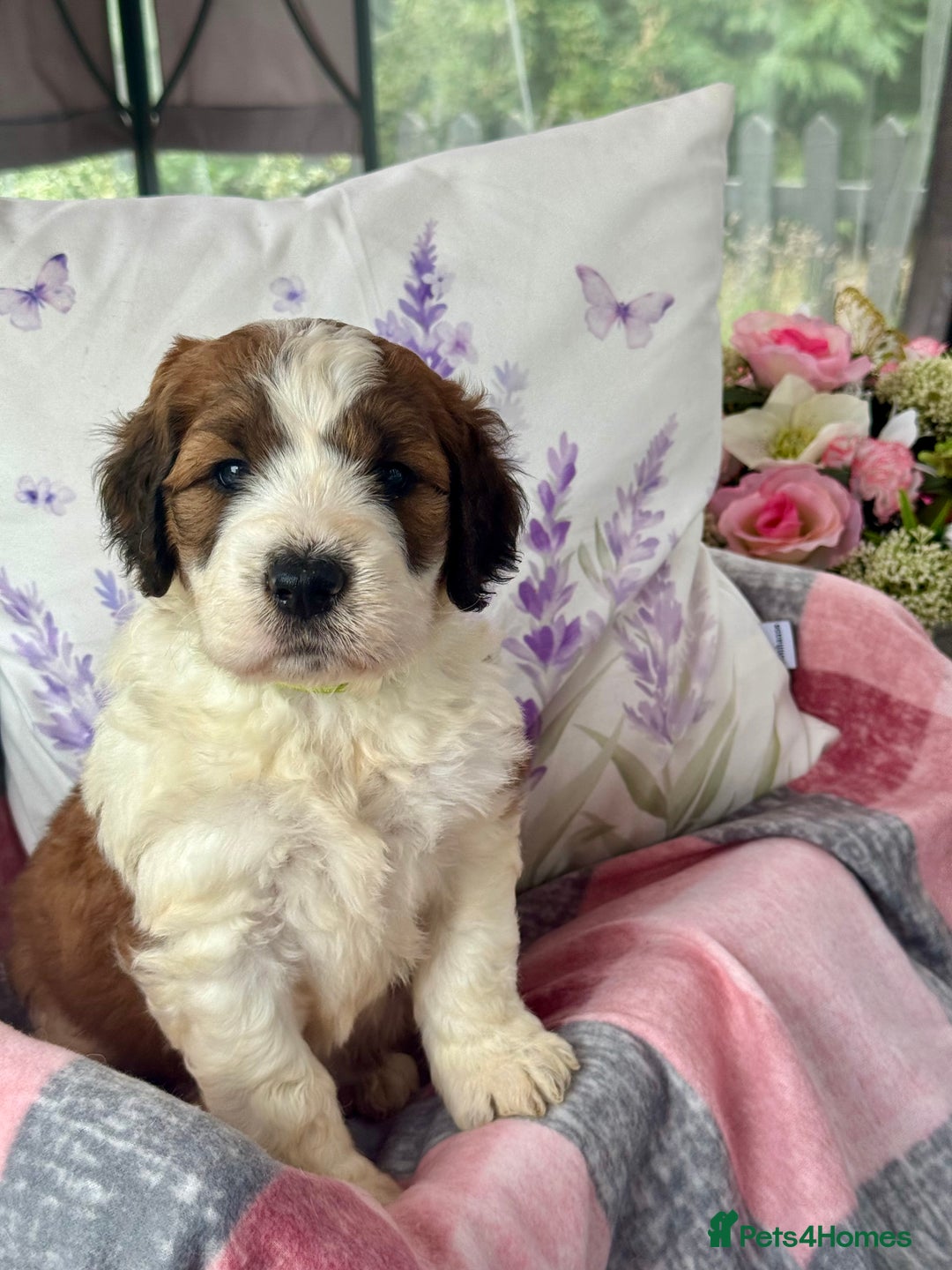 Saint Bernard dogs for sale: F1 st doodles puppies for sale - Image 37