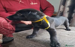 Mixed Breed dogs for sale: Lurcher x jackapoo  pups - Advert 3