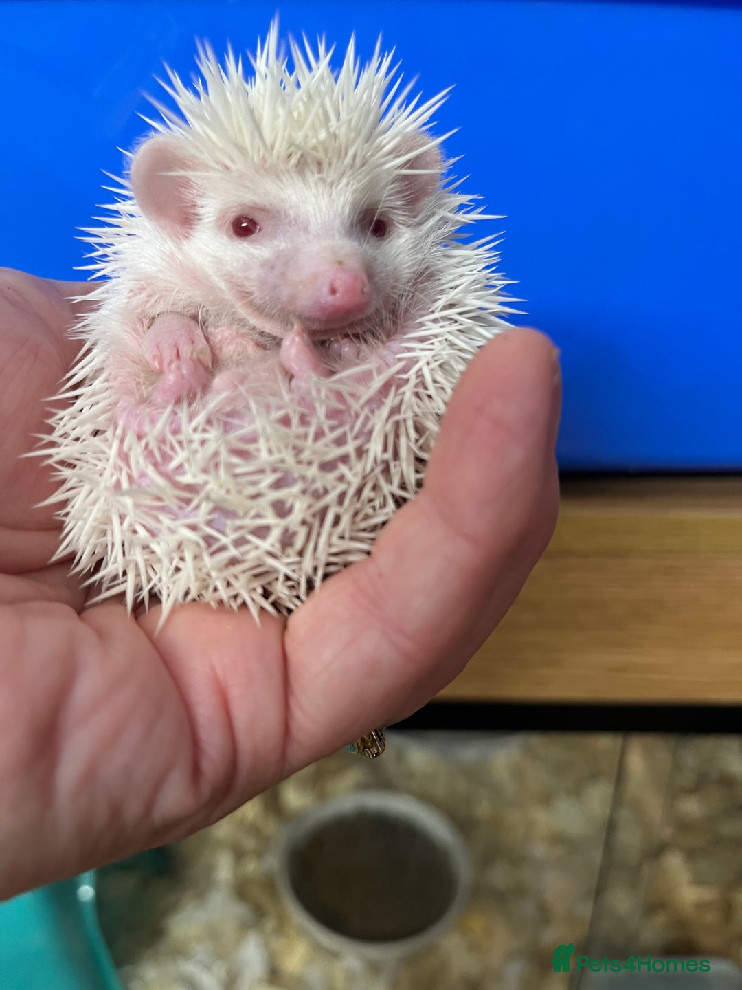 Pygmy Hedgehog rodents for sale: Jet black /albino/assorted baby hoglets ready now! - Advert 10
