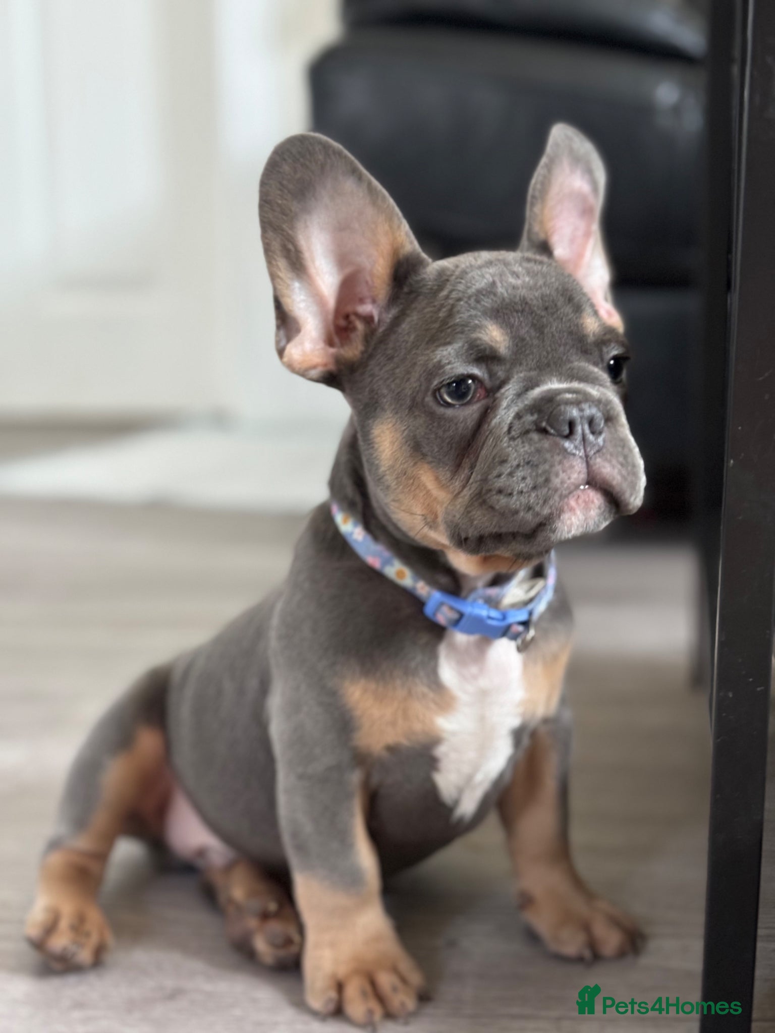 French Bulldog dogs 3 puppies are looking for only loving home  - Advert 14