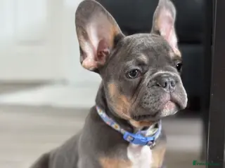 French Bulldog dogs 3 puppies are looking for only loving home - Advert 18