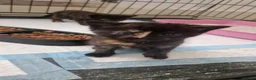 Mixed Breed cats for sale: Beautiful kittens  - Advert 5