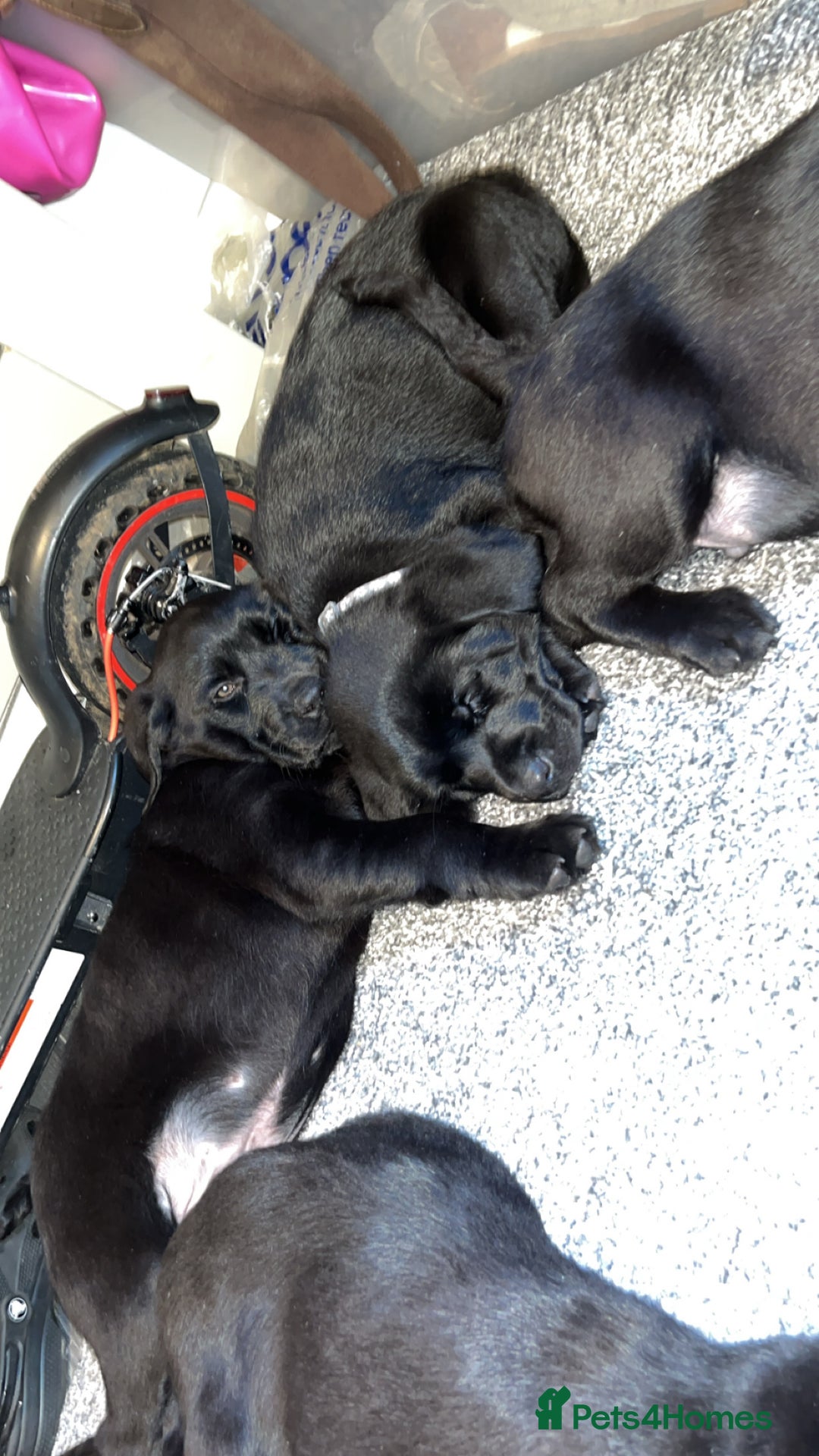Labrador Retriever dogs for sale: READY NOW.Beautiful black KC registered Labradors  - Advert 13