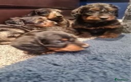 Dachshund dogs for sale: DAPPLE LONG HAIR DACHSHUNDS  - Image 13