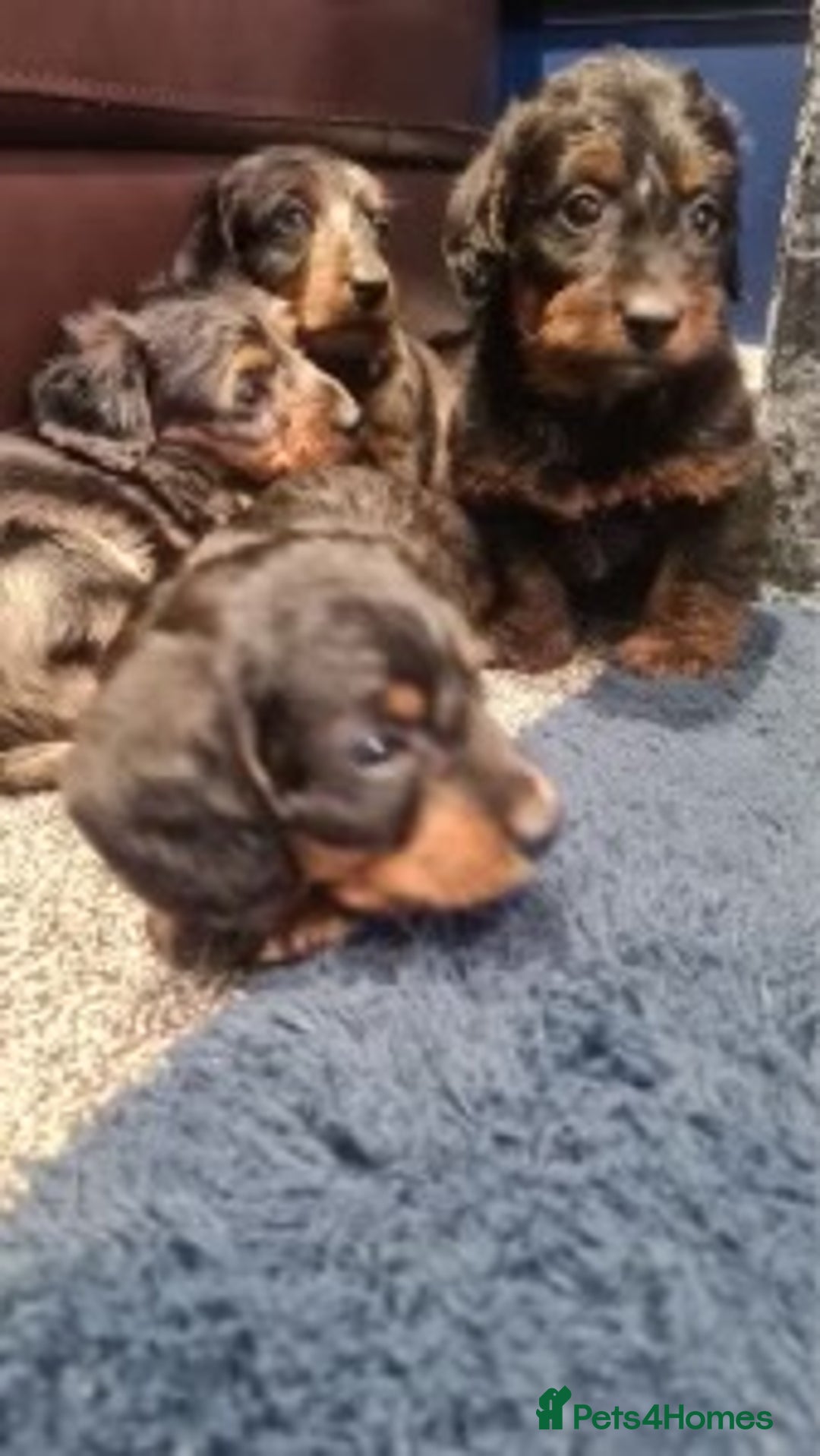 Dachshund dogs for sale: DAPPLE LONG HAIR DACHSHUNDS  - Image 13