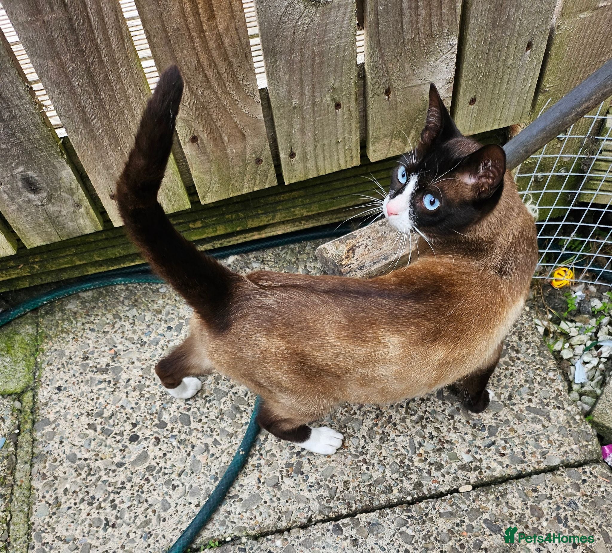 Snowshoe cats Retired breeding snowshoe looking for forever home - Advert 2