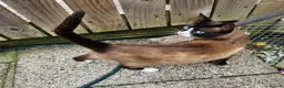Snowshoe cats for sale: Retired breeding snowshoe looking for forever home - Advert 2