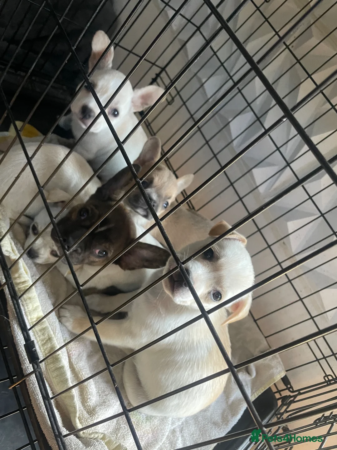 Mixed Breed dogs for sale: Beautiful French bulldog mix jackaranian - Advert 1