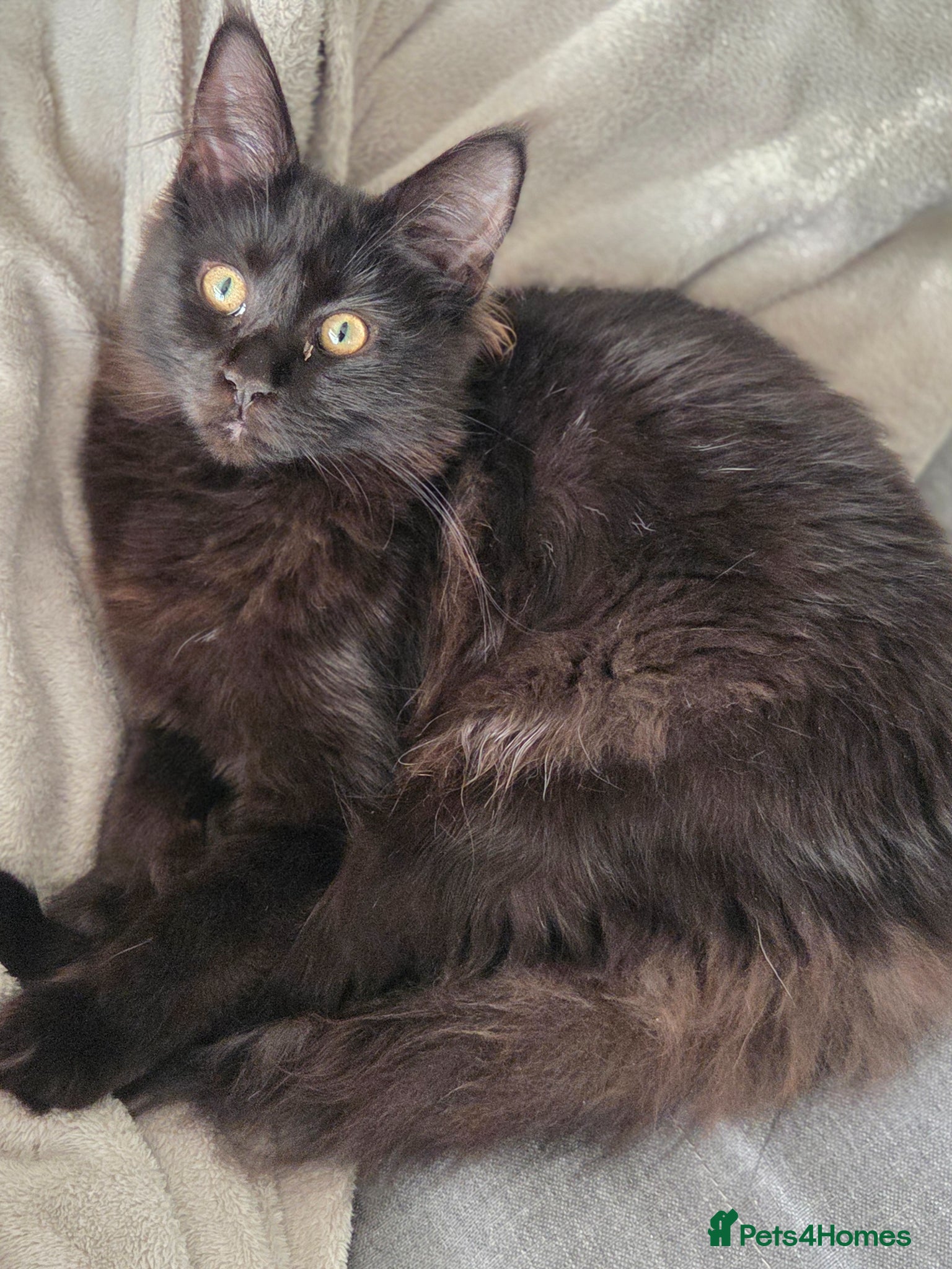 Maine Coon cats for sale: Stunning Lady Maine Coon TICA registered  - Advert 2