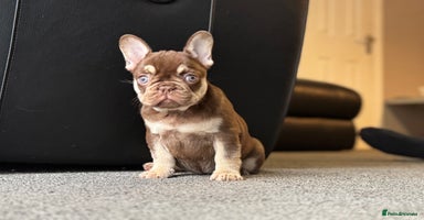 French Bulldog dogs - Advert 4