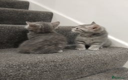 British Shorthair cats for sale: BSH cross kittens - Advert 15