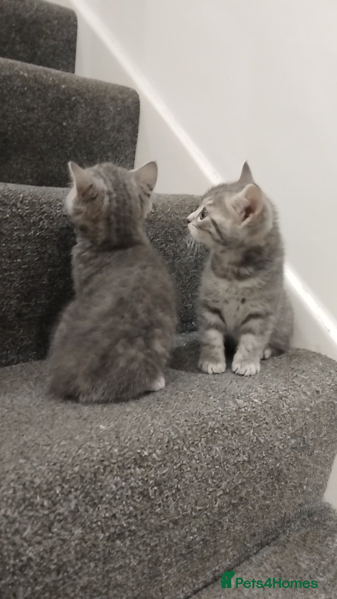 British Shorthair cats for sale: BSH cross kittens - Advert 15
