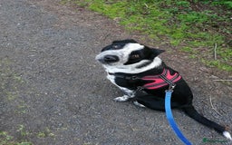 Border Collie dogs for sale: Border collie looking for new home - Image 12