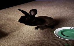 Rex rabbits for sale: Beautiful Rex Bunny - Image 3