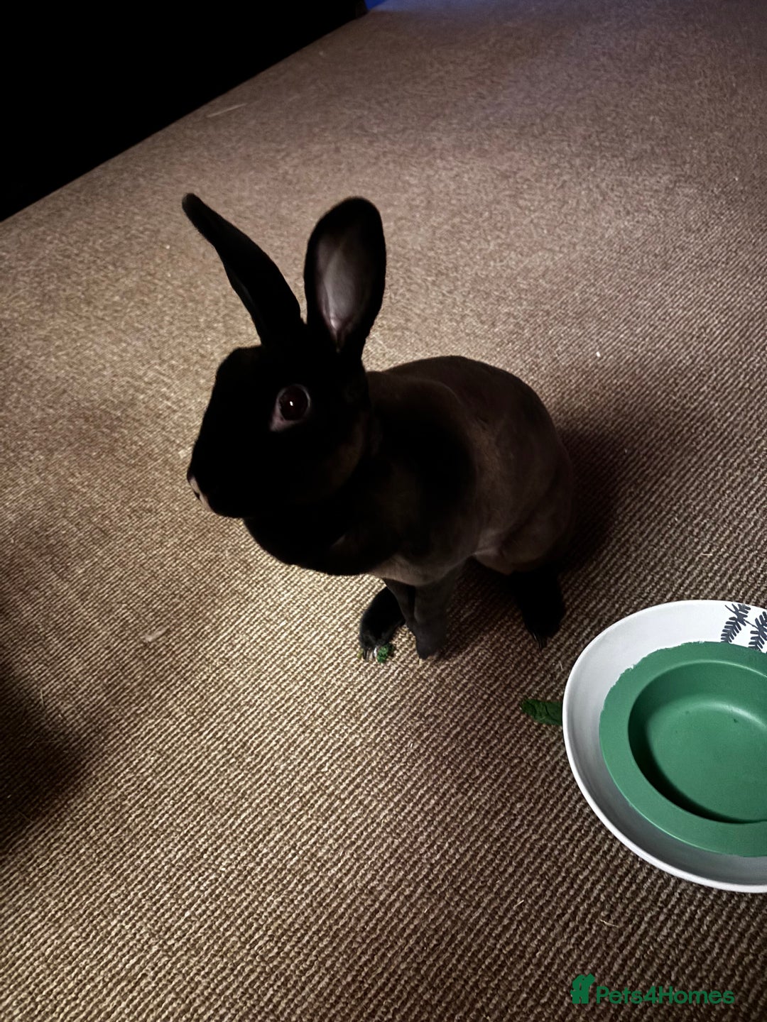 Rex rabbits for sale: Beautiful Rex Bunny - Image 3