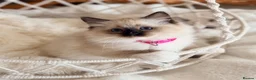 Ragdoll cats for sale: Show quality Ragdoll kittens from champion lines - Advert 16