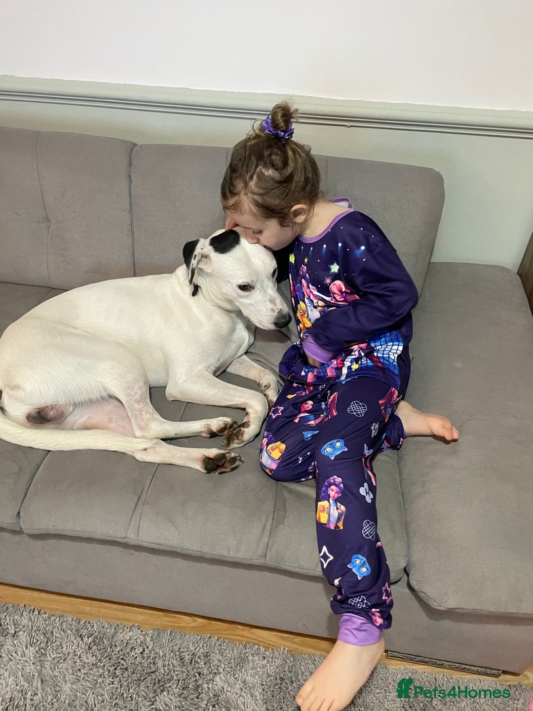 Mixed Breed dogs for sale: Loving Kyro looking for a new home. - Advert 2