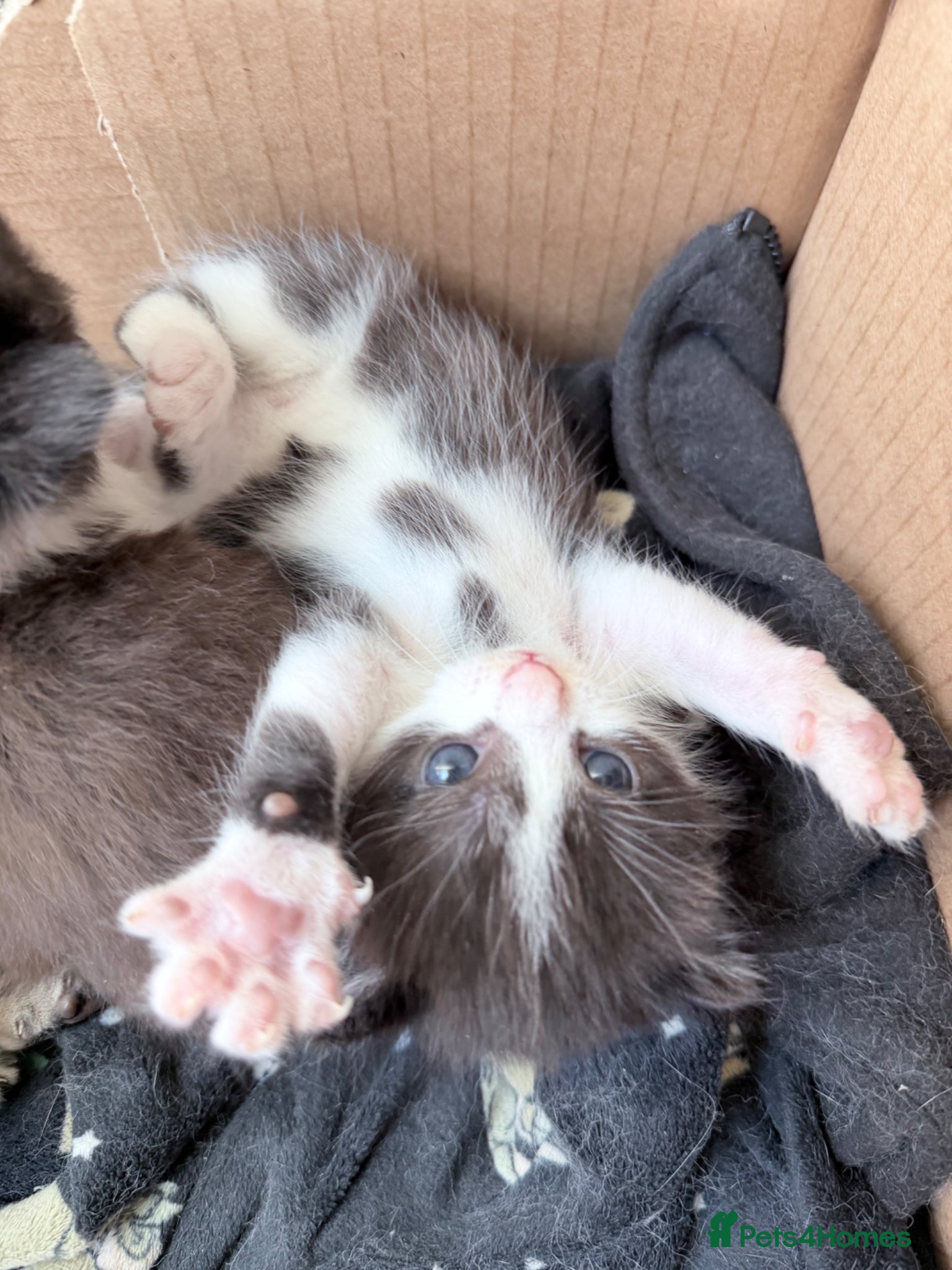 Mixed Breed cats British Shorthair cross Persian - Advert 18