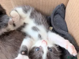 Mixed Breed cats British Shorthair cross Persian - Advert 18