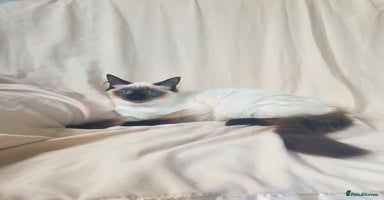 Ragdoll cats in Lancaster - Advert 12