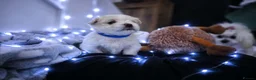 Maltese dogs for sale: 🐶4 Beautiful Maltese Puppies – 3 Boys & 1 Girl - Advert 23