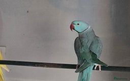 Ringnecks birds for sale: Lutino ringneck  - Image 4