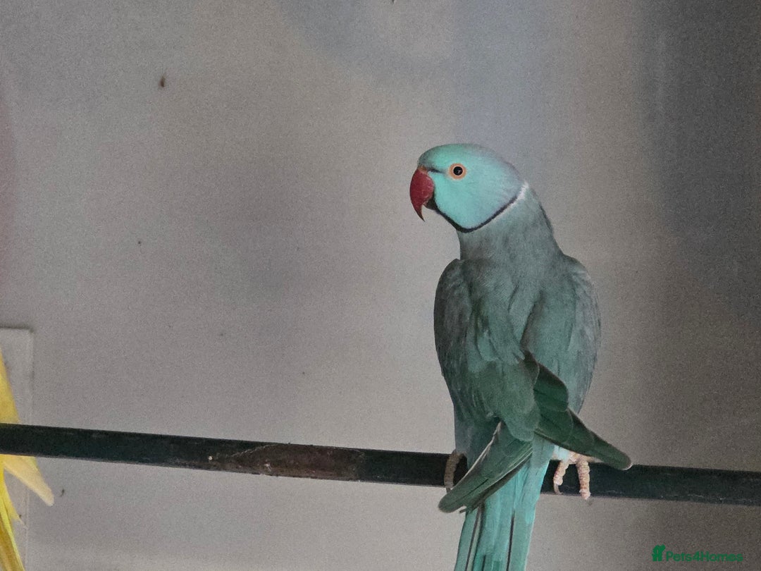 Ringnecks birds for sale: Lutino ringneck  - Image 4