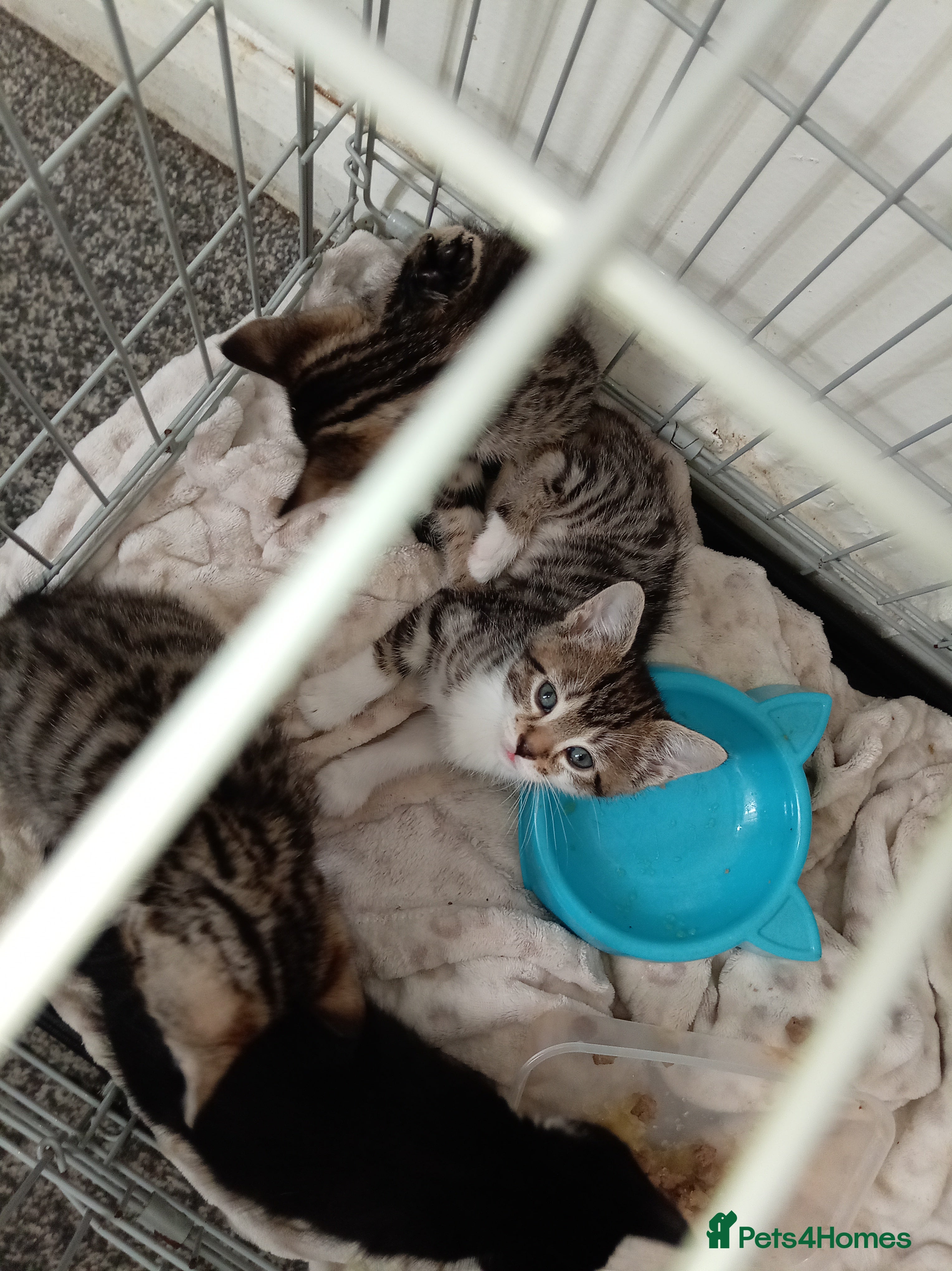 Bengal cats for sale: 2 male Bengal kittens - Advert 7