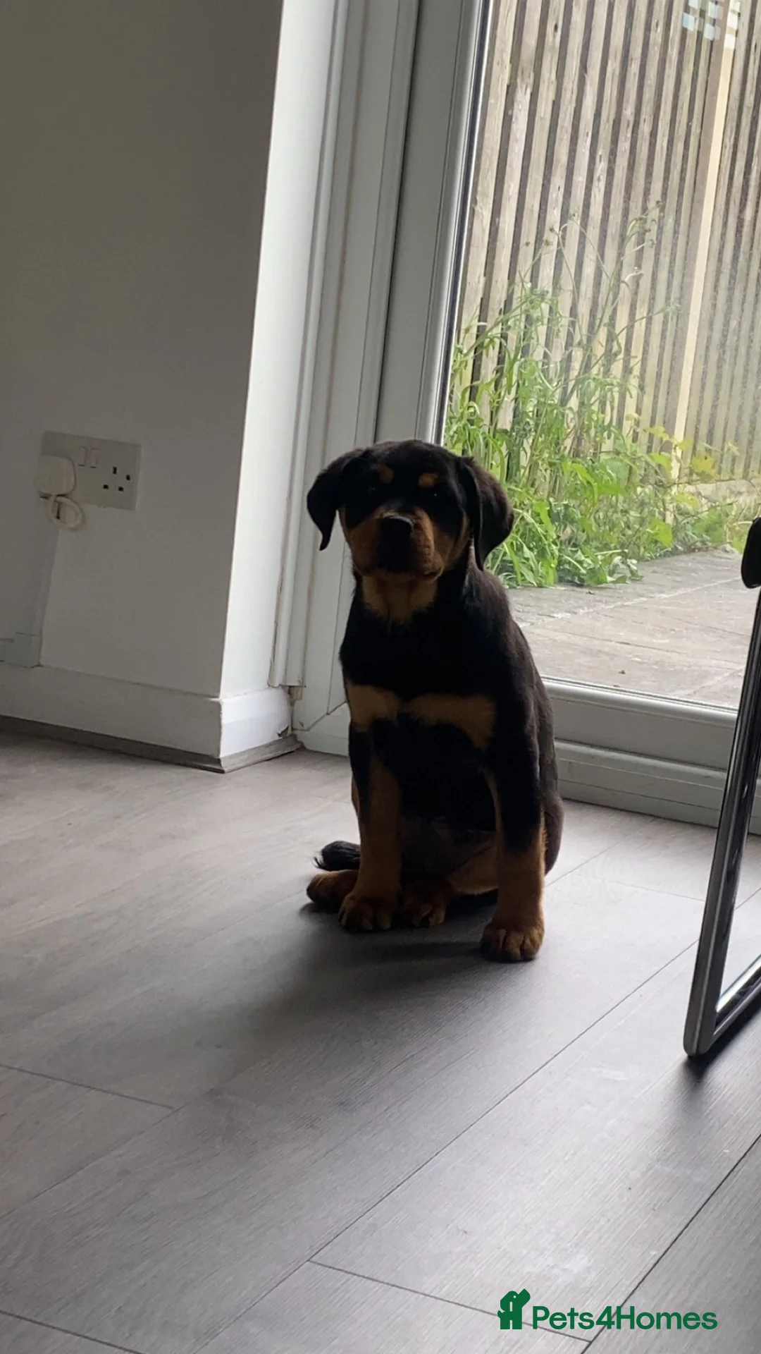 Rottweiler dogs for sale: Beautiful Rottweiler Girl in Doncaster - Advert 2