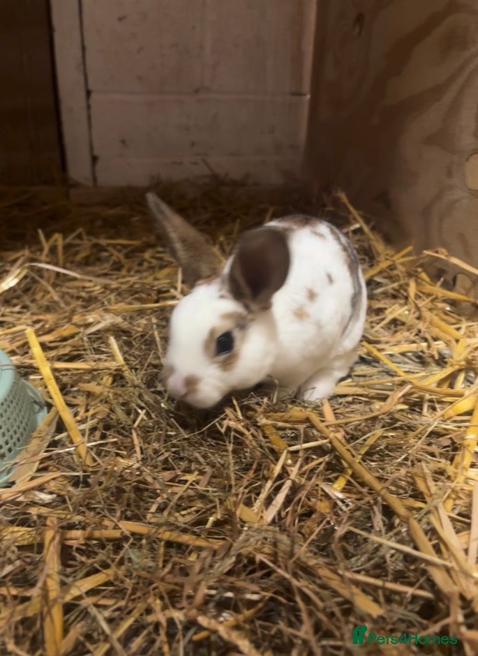 Rex rabbits 3 Rex kits for sale - Advert 9