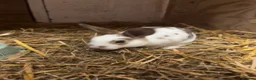 Rex rabbits for sale: 3 Rex kits for sale - Advert 1