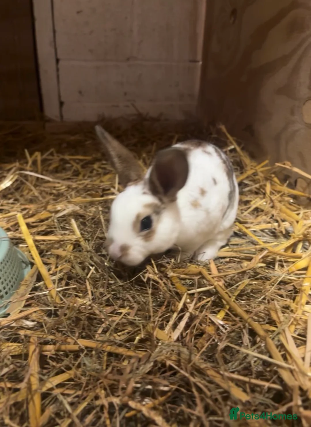 Rex rabbits for sale: 3 Rex kits for sale - Advert 1