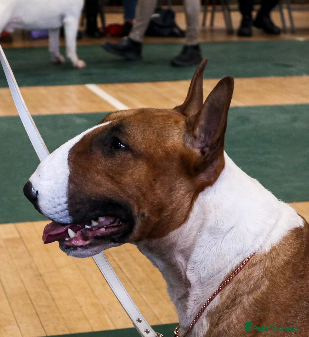 Bull Terrier dogs for stud: Champion Red and White stud  - Advert 1