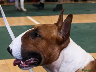 Bull Terrier dogs Champion Red and White stud - Advert 1