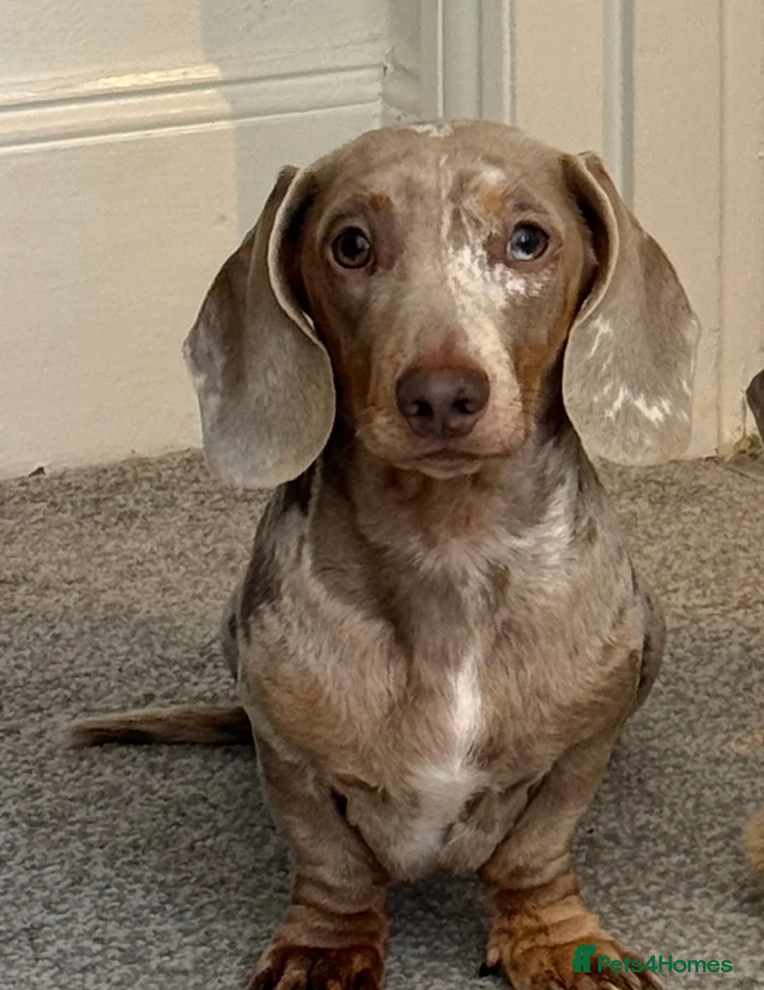 Miniature Dachshund dogs for stud: Miniature dachshund for stud  in Yeovil - Advert 3
