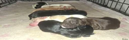 Cocker Spaniel dogs for sale: Gorgeous litter of Working Cocker Spaniel puppies - Advert 5