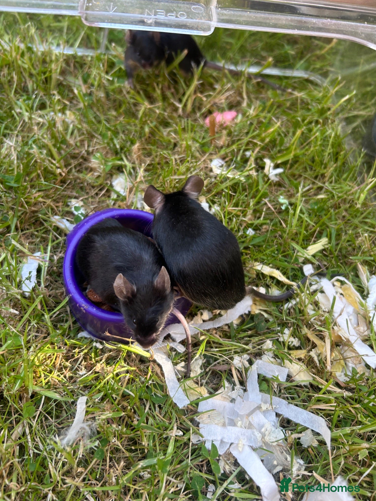 Mouse rodents Fancy mice for sale - Advert 5