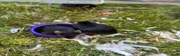 Mouse rodents for sale: Fancy mice for sale - Advert 1
