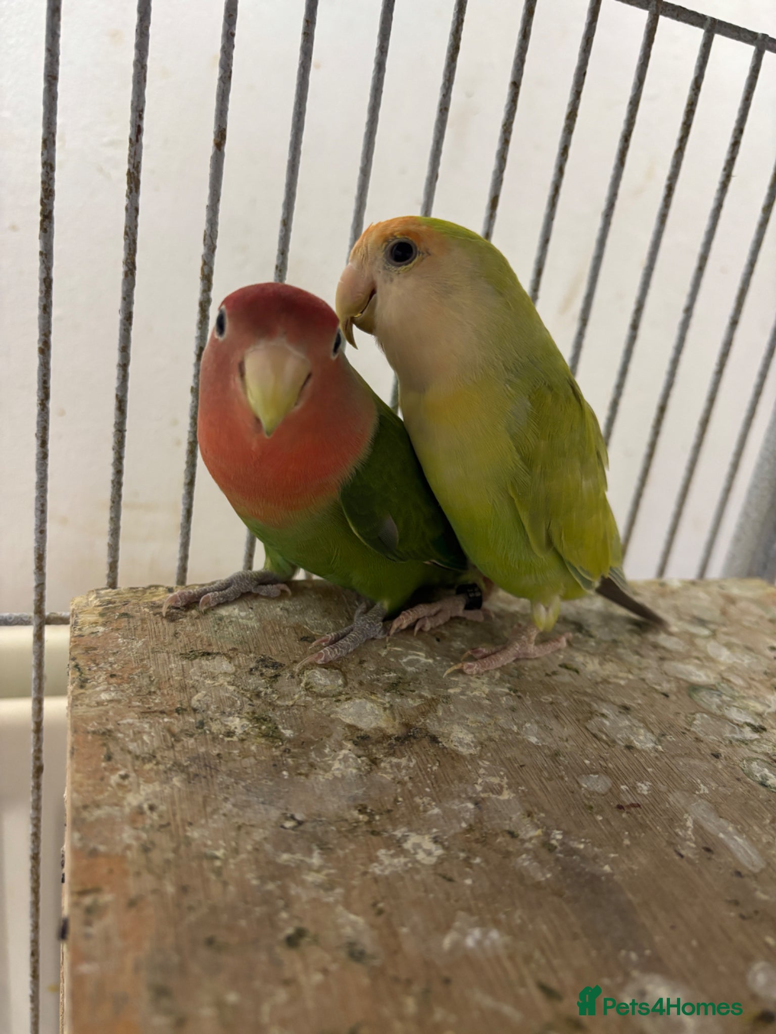 Lovebirds birds Pair of lovebirds for sale - Advert 1
