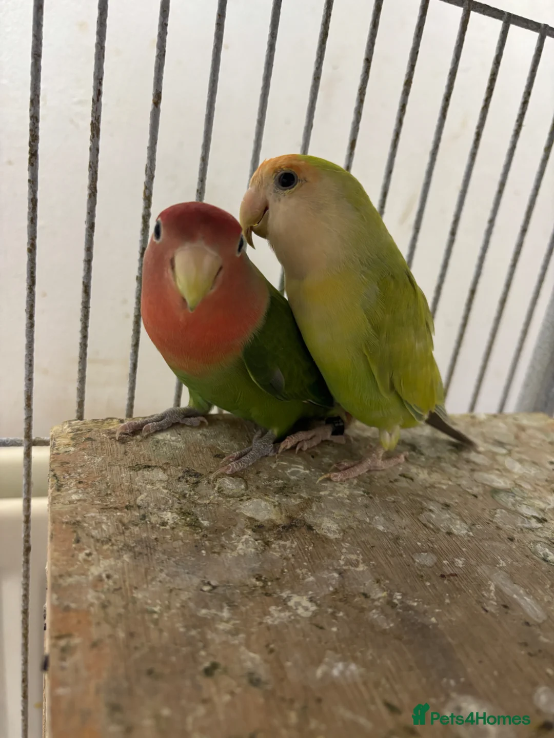 Lovebirds birds for sale: Pair of lovebirds for sale - Advert 1